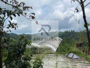 Kebun Kopi Kintamani Produktif