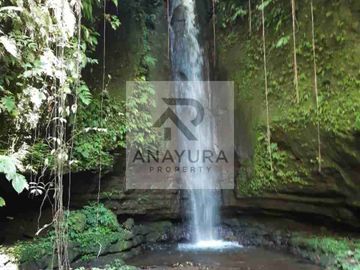 Kebun Kopi Kintamani Produktif