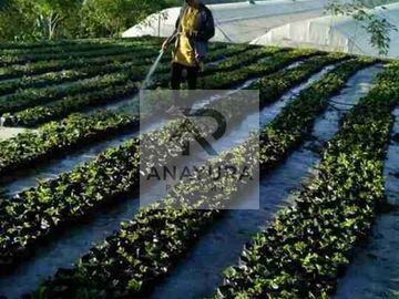 Kebun Kopi Kintamani Produktif