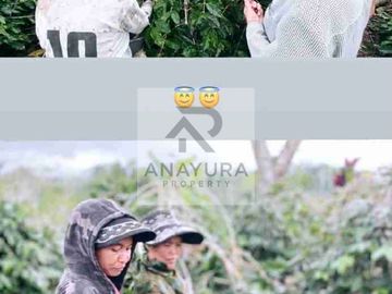 Kebun Kopi Kintamani Produktif