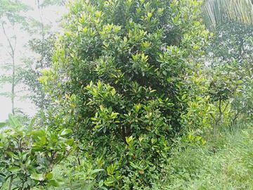 Dijual Murah Kebun Cengkih Bonus Sawah di Gunung Hejo Dekat Exit Tol Darangdan