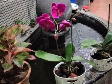 Rumah siap huni di jambangan surabaya