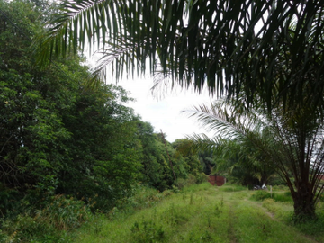 Dijual  Tanah Seluas 100.764 m2 Seharga 4,34 M di Banyuasin - Sumsel