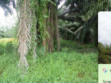 Dijual  Tanah Seluas 100.764 m2 Seharga 4,34 M di Banyuasin - Sumsel