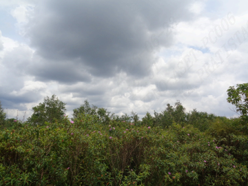 Dijual  Tanah Seluas 100.764 m2 Seharga 4,34 M di Banyuasin - Sumsel