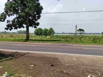 hanya 1.3jt/mtr Pagaden Subang maindorad