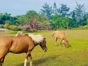 RESORT FOR SALE: 3 Hectare Hotel and Farm Resort in Taal, Batangas