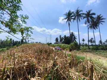 20 Hectares Agricultural Lot for Sale in Calaca Batangas | Along Cemented Road RAS