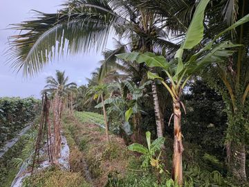 tanah kebun murah penebel Tabanan (IT)