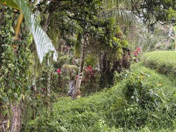 tanah kebun murah penebel Tabanan (IT)