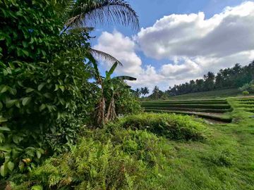 di jual tanah kebun manggis langka dan  subur dengan view sawah terasering yang menggelingi lahan