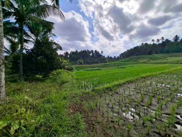 di jual tanah kebun manggis langka dan  subur dengan view sawah terasering yang menggelingi lahan