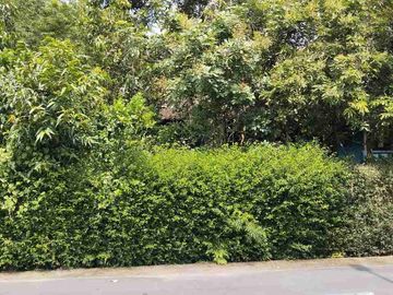 tanah murah banyak pohon berbuah dan sumber mata air cangkringan banyudono