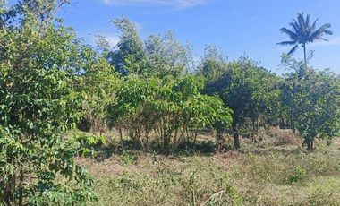 Farm Lot For Sale in Patutong Malaki North Tagaytay City-MC