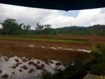 Sawah 9100 m2 Beserta kebun & kolam ikan