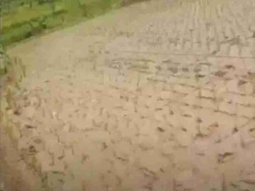 Sawah 9100 m2 Beserta kebun & kolam ikan