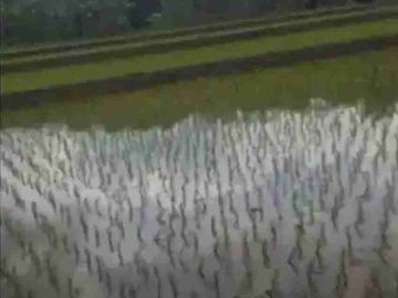 Sawah 9100 m2 Beserta kebun & kolam ikan