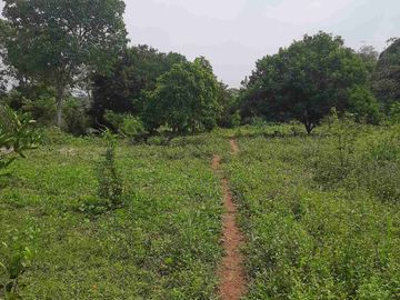 Dijual Kebun Rambutan Produktif Luas 15.000 m2 Subang