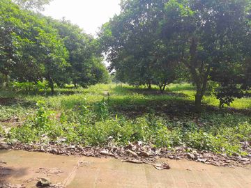 Dijual Kebun Rambutan Produktif Luas 15.000 m2 Subang