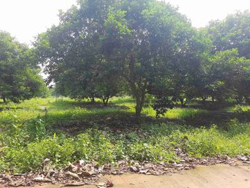 Dijual Kebun Rambutan Produktif Luas 15.000 m2 Subang