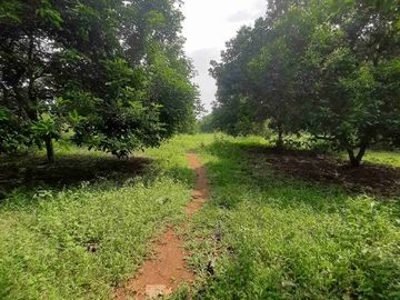 Dijual Kebun Rambutan Produktif Luas 15.000 m2 Subang