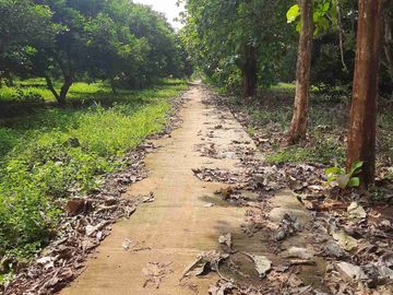 Dijual Kebun Rambutan Produktif Luas 15.000 m2 Subang