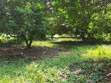 Dijual Kebun Rambutan Produktif Luas 15.000 m2 Subang