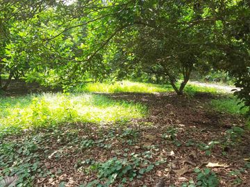 Dijual Kebun Rambutan Produktif Luas 15.000 m2 Subang
