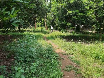 Dijual Kebun Rambutan Produktif Luas 15.000 m2 Subang