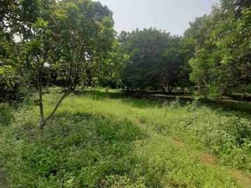Dijual Kebun Rambutan Produktif Luas 15.000 m2 Subang