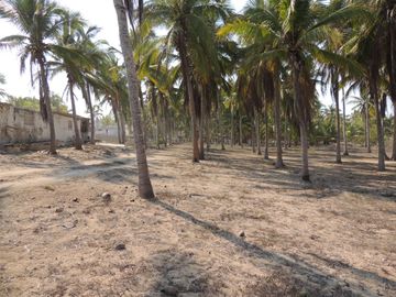 Exclusivo Terreno Frente al Mar en Venta | Chamela, Costalegre, Jalisco
