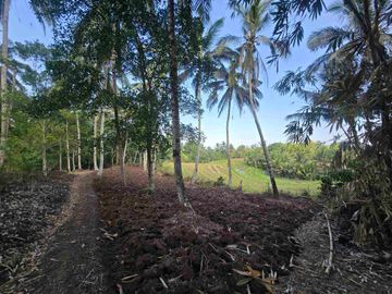 Butuh uang cepat dijual tanah datar view sawah di tabanan bali