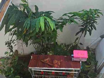 Rumah BONUS FURNISH Dekat UNNES di Mangunsari GUNUNGPATI