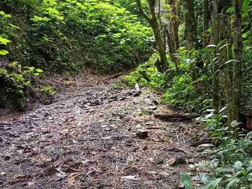GRAN OPORTUNIDAD FINCA DE 7 HECTÁREAS SIN CASA A 20 MINUTOS DE BITUIMA-CUNDINAMARCA.