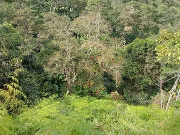 GRAN OPORTUNIDAD FINCA DE 7 HECTÁREAS SIN CASA A 20 MINUTOS DE BITUIMA-CUNDINAMARCA.
