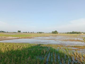 Tanah Kawasan Bojong Teluk Jambe Karawang Luas 11.210 m² Rp 400 Rb/Meter