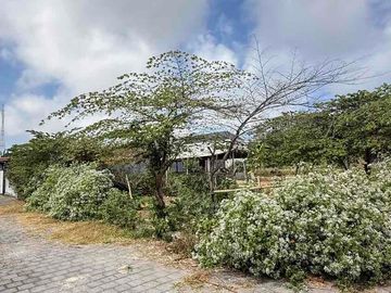 HOT DEAL TANAH MURAH HOOK DI KUTUH – LINGKUNGAN VILLA