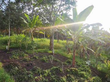 tanah kemiling 7925m cocok perumahan