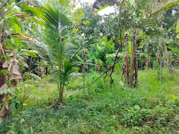 jual tanah murah lokasi di tabanan. los sungai luas tanah 1 hektar 40 are hargq 25 jt/ are pinggir jln aspal  lokasi desa megati seltim tabanan