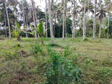 jual tanah murah lokasi di tabanan. los sungai luas tanah 1 hektar 40 are hargq 25 jt/ are pinggir jln aspal  lokasi desa megati seltim tabanan