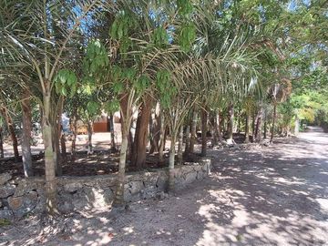 Terreno Turístico Ecológico Hotelero de 4.93 Ha en La Selva Natural de Playa del Carmen