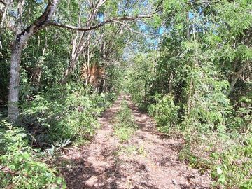 Terreno Turístico Ecológico Hotelero de 4.93 Ha en La Selva Natural de Playa del Carmen