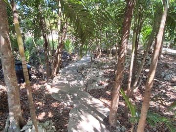 Terreno Turístico Ecológico Hotelero de 4.93 Ha en La Selva Natural de Playa del Carmen