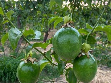 Venta Terreno agrícola chulucanas piura
