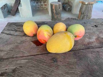 Venta Terreno agrícola chulucanas piura