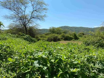 Venta Terreno agrícola chulucanas piura