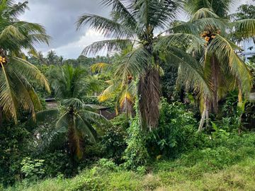 TANAH DI JL UTAWA SUWETA UBUD AREA KOMPLEK VILLA DEKAT CENTRAL UBUD