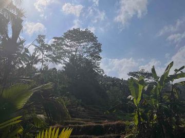 Tanah dengan View Field Rice