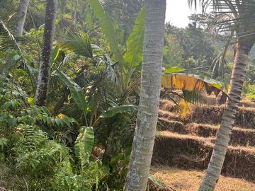 Tanah dengan View Field Rice