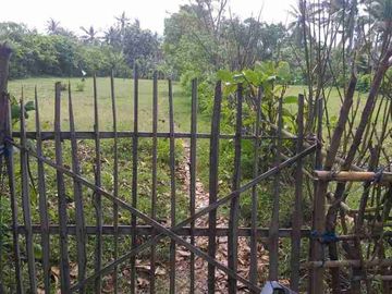 DIJUAL CEPAT TANAH KOSONG DI MENDOYO JEMBRANA BALI